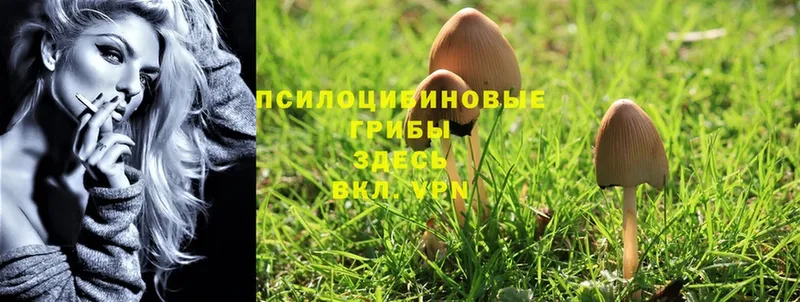 цены наркотик  маркетплейс формула  Галлюциногенные грибы Magic Shrooms  Иркутск 